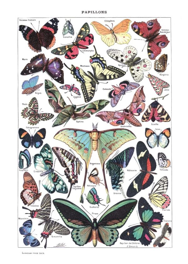 Las Mariposas del Pequeño Larousse